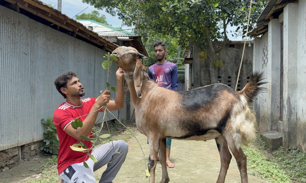 কাঁঠালের পাতায় বেড়ে ওঠা ‘টুকু’কে দেখতে ভিড়
