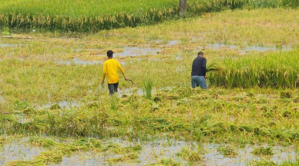 নাটোরে ঢলের পানিতে ডুবে গেছে চলনবিলের বোরো ধান