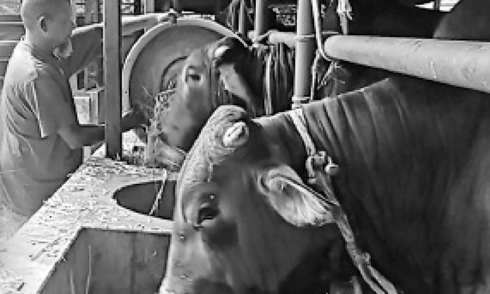 কোরবানির পশু নিয়ে প্রস্তুত খামারিরা