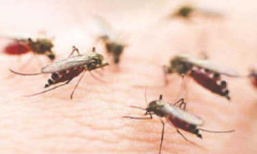 ২১ লাখ টাকার মশা মারতে ছয় কোটি!