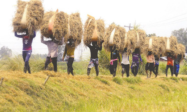 বোরো ধান কাটা শুরু
