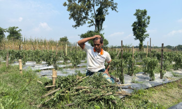 রাতের আঁধারে মরিচক্ষেত নষ্ট, আহাজারি কৃষকের
