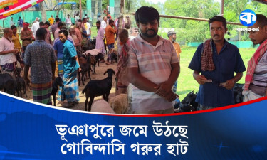 ‘ভারতীয় গরু আনা হলে ক্ষুদ্র ও প্রান্তিক খামারিরা ক্ষতির মুখে পড়বে’