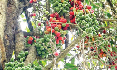 পাহাড়ে বাড়ছে বুনো ফল ‘রক্তগোটা’ চাষ