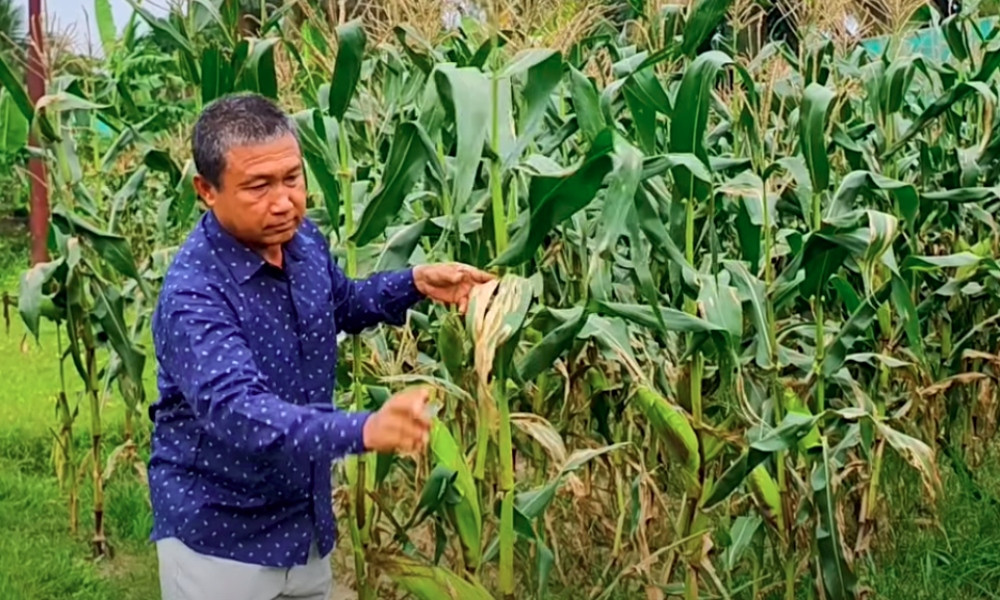 হলদে ও বেগুনি ভুট্টা আবাদে সফল রসু চাকমা