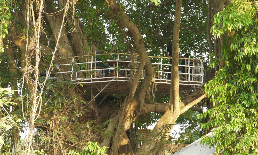 বটগাছের ডালে ‘বৃক্ষ বিলাস’