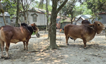 কোরবানির হাট কাঁপাতে আসছে ‘কামিনী’ ও ‘মোস্তাক’