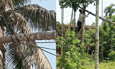 উচ্চ ভোল্টের তারে ঝুলছিল গাছটি, সরালো স্থানীয়রা
