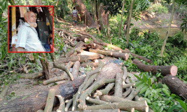 নিলাম ছাড়াই সরকারি গাছ বিক্রি করলেন ভূমি কর্মকর্তা