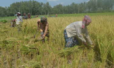 এক মণ ধানের দামেও মিলছে না শ্রমিক, বিপাকে কৃষক