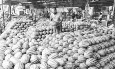 খুলনার বাজুয়ার তরমুজ বাজারে