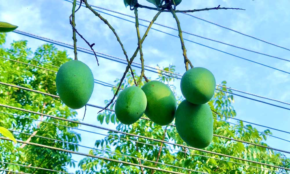 গাছ থেকে নামছে রাজশাহীর আম, যেদিন থেকে মিলবে