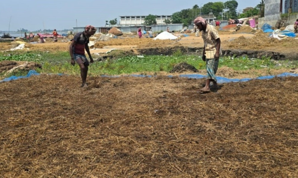 বানের পানির সঙ্গে বাড়ছে হাওরের কৃষকদের দুঃখ