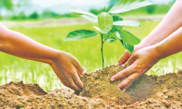 গাছ লাগানোকে করনীতির অংশ করা যায় কি