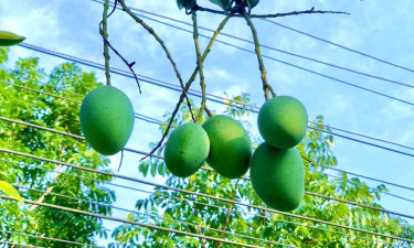 গাছ থেকে নামছে রাজশাহীর আম, যেদিন থেকে মিলবে
