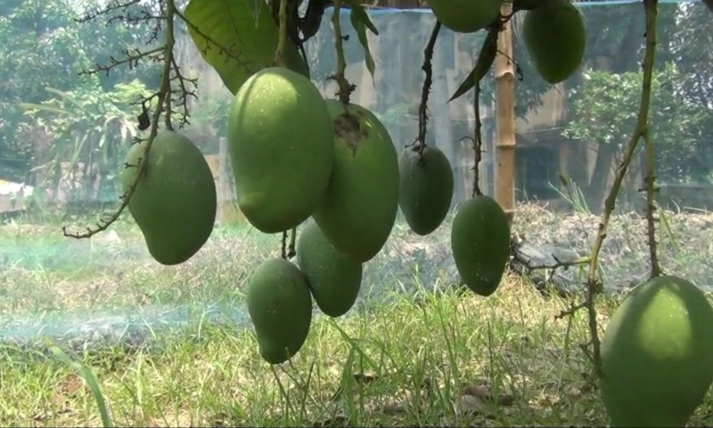 নাটোরে ১৫ মে থেকে বাজারে আসবে আম