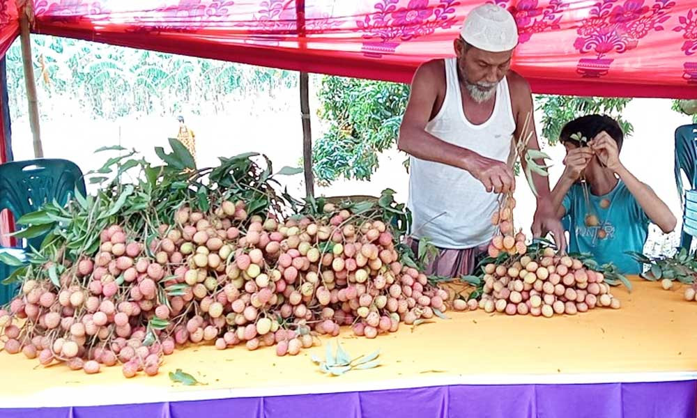 মঙ্গলবাড়ীয়ার ঐতিহ্যবাহী রসালো লিচু বিক্রি শুরু