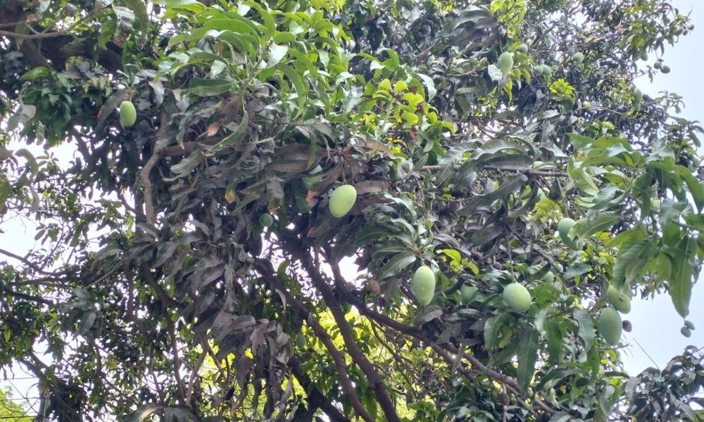 পরিপক্ক হলেই গাছ থেকে নামানো যাবে আম, থাকছে না নির্দিষ্ট সময়সীমা
