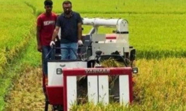 ধান কাটা শ্রমিক সংকটে বিপাকে দিনাজপুরের কৃষকরা