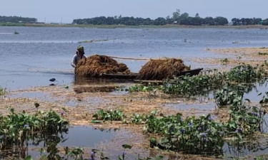 বাড়তি টাকায়ও মিলছে না ধান কাটা শ্রমিক