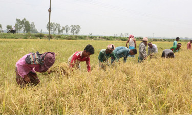 মাঠে মাঠে চলছে ধান কাটা, দাম নিয়ে শঙ্কা