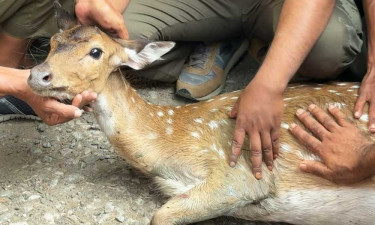 হঠাৎ লোকালয়ে জোড়া হরিণ, সুন্দরবনে অবমুক্ত