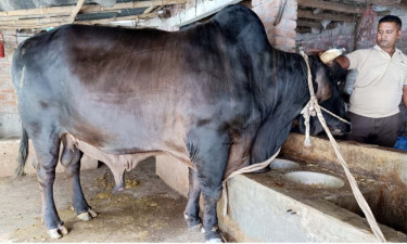 নওগাঁয় ৪০ মণের সোনা-মানিকের দাম হাঁকা হচ্ছে ১২ লাখ টাকা
