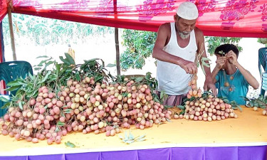 মঙ্গলবাড়ীয়ার ঐতিহ্যবাহী রসালো লিচু বিক্রি শুরু