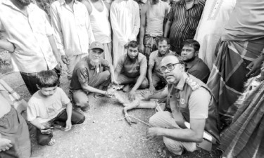বনের হরিণ লোকালয়ে