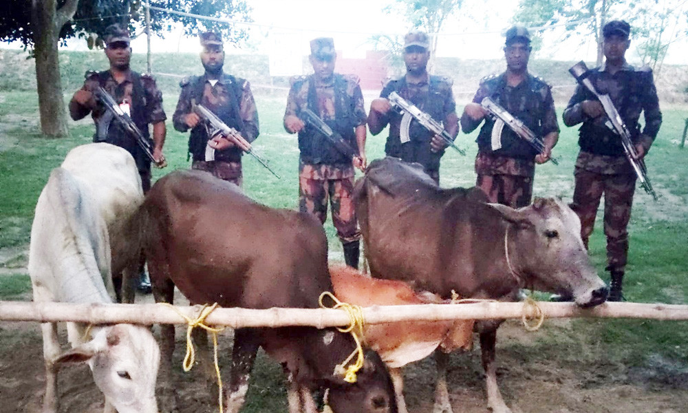 চাঁপাইনবাবঞ্জ সীমান্তে ভারতীয় ৪ গরু জব্দ