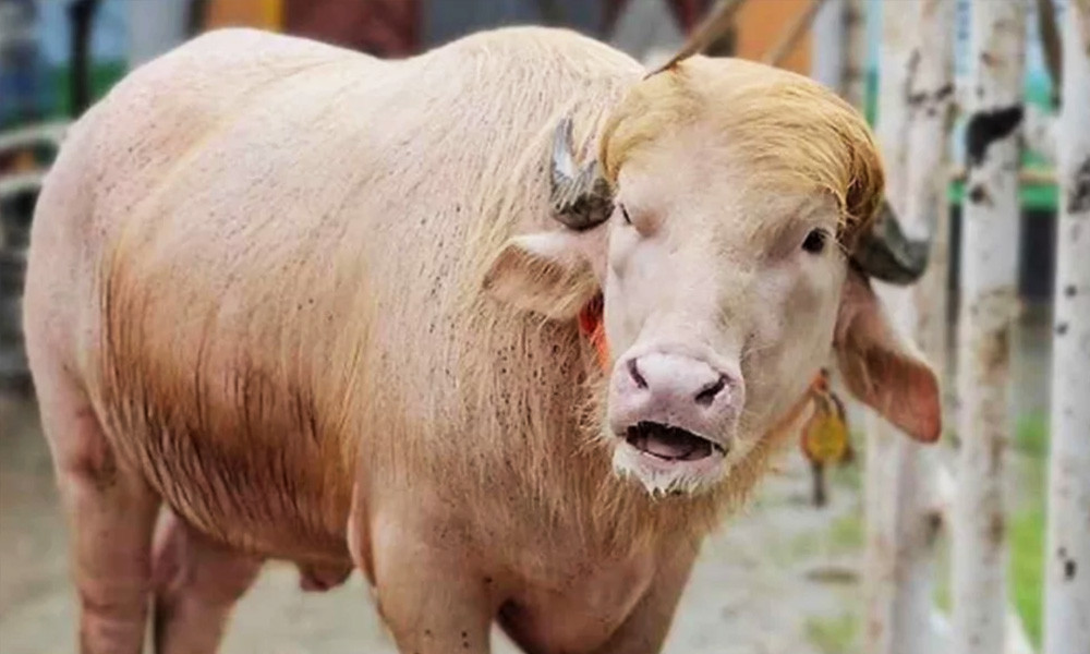 হাট কাঁপাতে আসছে গোলাপী ‘ডোনাল্ড ট্রাম্প’