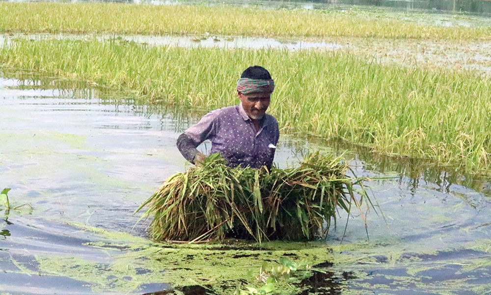 কাজে আসছে না এলজিইডির ড্রেন, কোমর পানিতে ফসল