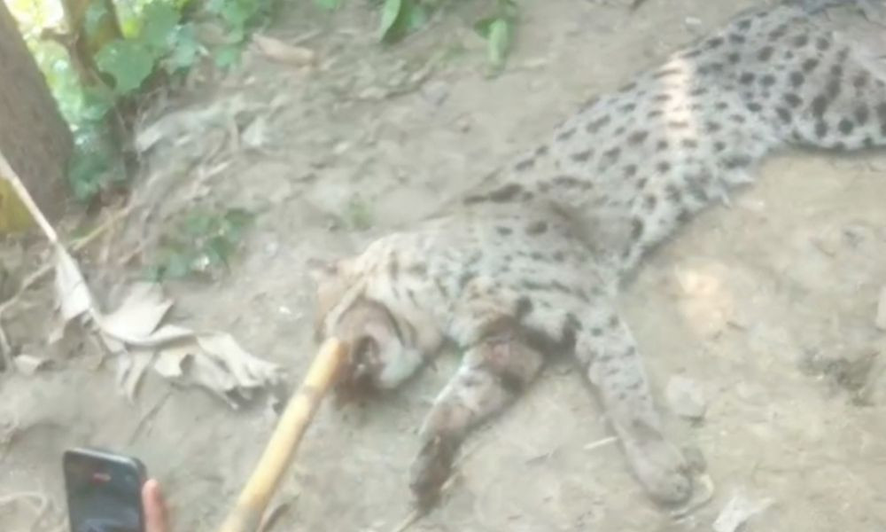 বিপন্নপ্রায় মেছোবাঘ পিটিয়ে হত্যা