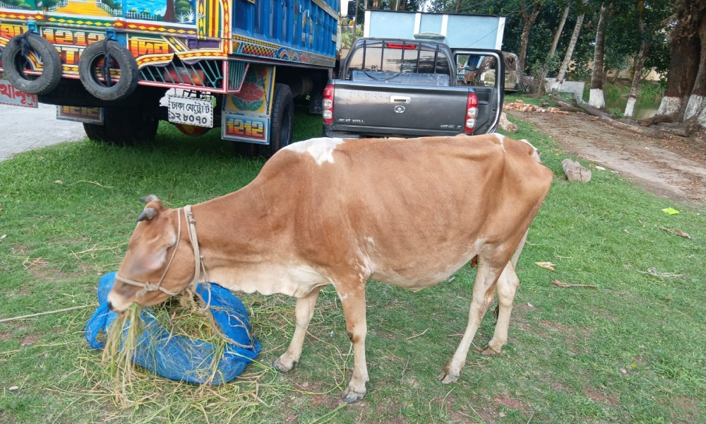বরগুনায় গরুসহ চোর আটক