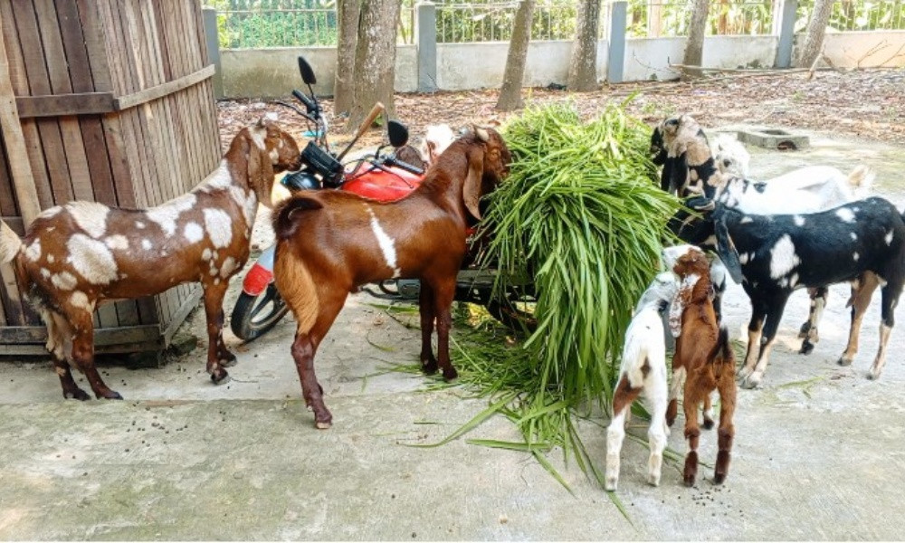 ফরিদপুরে আমেরিকান প্রবাসী রফিকুরের ব্যতিক্রমী খামার