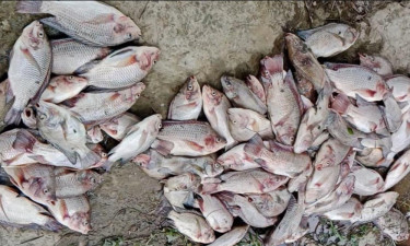 নোয়াখালীতে বিষ দিয়ে ২২ লাখ টাকার মাছ মারার অভিযোগ