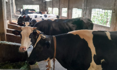 কোরবানির হাটে উঠবে সোয়া দুই লাখ পশু