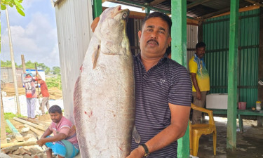 পদ্মায় এক চিতলে জেলের বাজিমাত