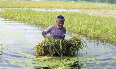 কাজে আসছে না এলজিইডির ড্রেন, কোমর পানিতে ফসল