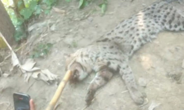 বিপন্নপ্রায় মেছোবাঘ পিটিয়ে হত্যা