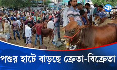কোরবানির ঈদকে ঘিরে চাঁপাইনবাবগঞ্জে জমে উঠেছে পশুর হাট