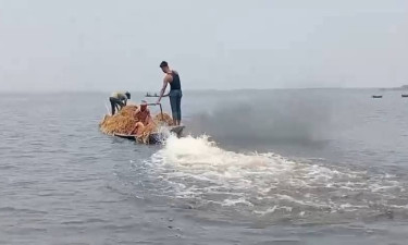 হাওরে কৃষকের ডুবে যাওয়া ধান লুটে নিচ্ছে দুষ্কৃতকারীরা