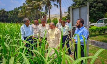 কৃষকের লাভজনক উৎপাদন নিশ্চিতে গবেষণার বিকল্প নেই : এমপি আবু তালেব