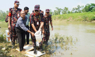 দুই কোটি টাকার ভারতীয় গলদা চিংড়ির রেণু পোনা জব্দ করল বিজিবি