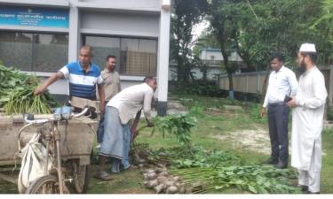 দিনাজপুরে ২২০টি ইউক্যালিপটাস গাছের চারা ধ্বংস