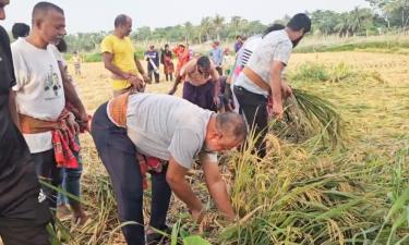টুঙ্গিপাড়ায় বিধবা নারীর ধান কেটে দিলেন এমপি জিলানী