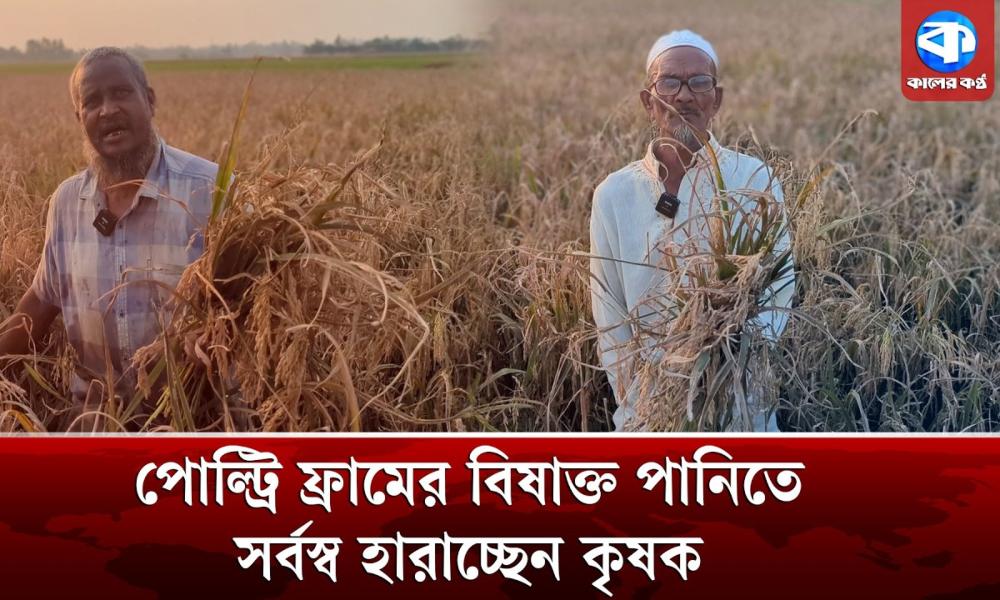 পোল্ট্রি ফার্মের বিষাক্ত পানিতে নষ্ট ১২০০ একর ধান