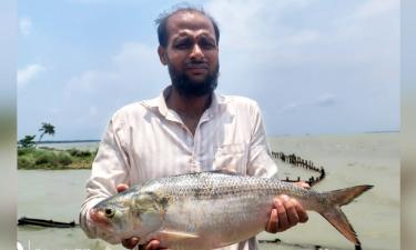 জেলের জালে ২ কেজির ইলিশ, বিক্রি হলো কত টাকায়?