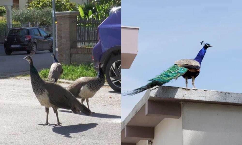 ময়ূরের দখলে ইতালির শহর, অতিষ্ঠ বাসিন্দারা