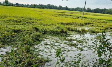 দুই মণ ধানে বিক্রি হচ্ছে একজন শ্রমিক